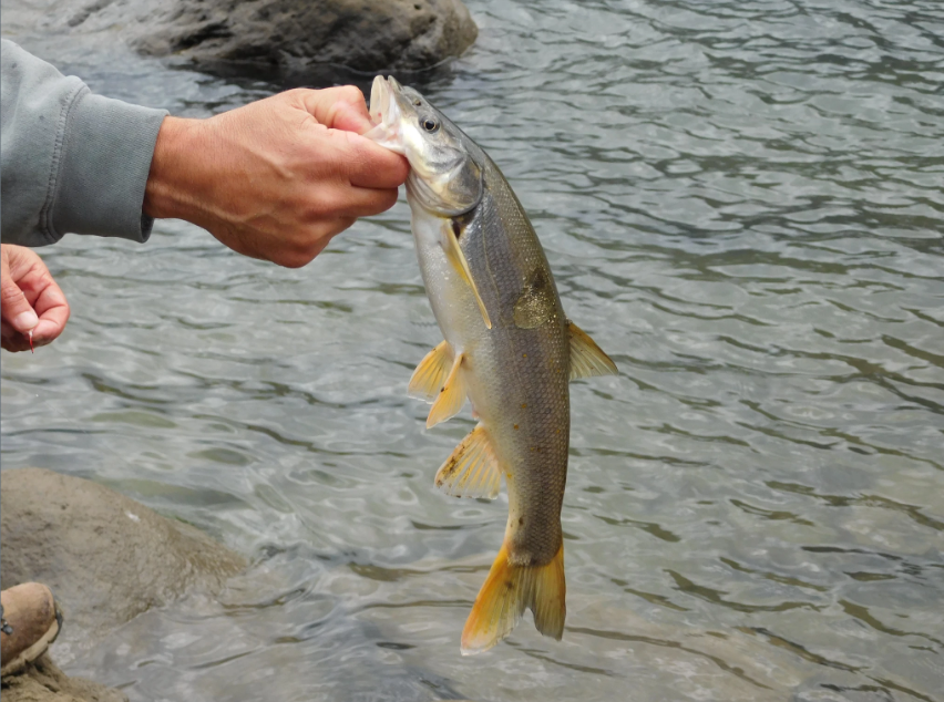 A person holds a fish by the mouth over shallow river water near rocks. The fish has a slender silver-gray body with yellow-orange fins and tail, and appears freshly caught while being held above the water’s surface.